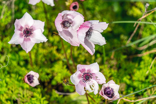 The shot of blooming poppy in the nature