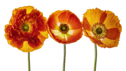 Fototapeta premium Three orange and yellow poppies with delicate petals and dark centers