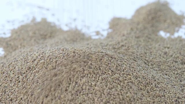 Close-up of alfalfa seeds falling onto a large pile against a white background