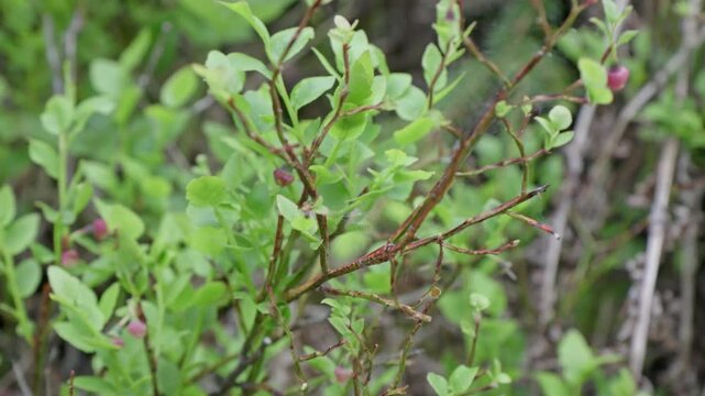 Small oval leaves of a wild blueberry bush with pinkish-red young berries developing. A small brown moth rests on one of the central green leaves.