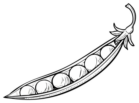 Hand drawn illustration of a single pea pod filled with round peas on a white background