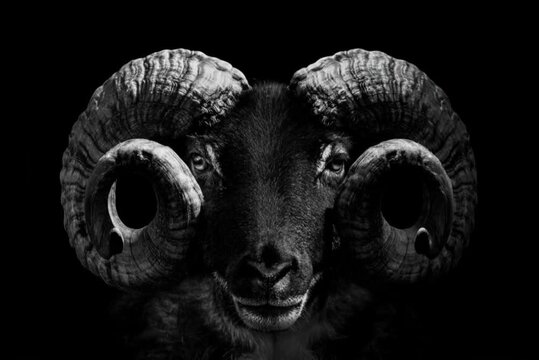 black and white sheep, Big horns, Ram Animal