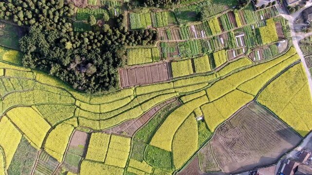 Aerial view of yellow rice fields and vegetable plots in rural farmland