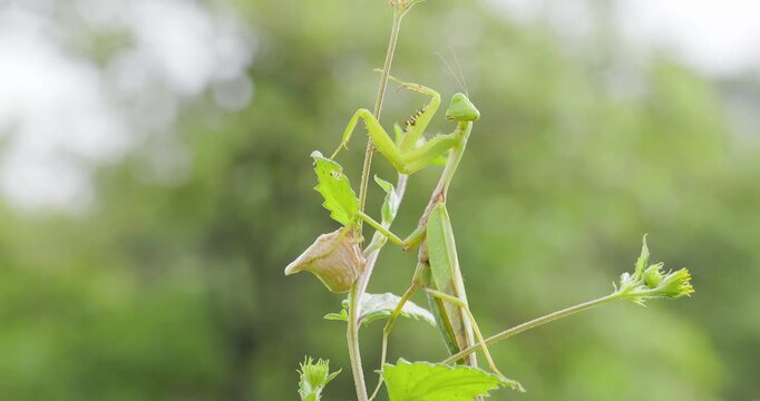 Green female praying mantis guards her egg sac on a shrub, poised protectively in the monsoon calm