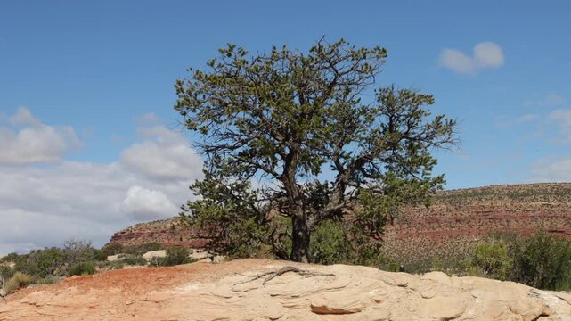 A large pinyon pine tree blows in the wind as a cloud shadow passes overhead on State Route 24 in Utah