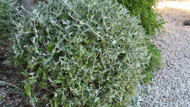 Close-Up of Garden Shears Trimming Dense Silver Foliage Shrub Outdoors