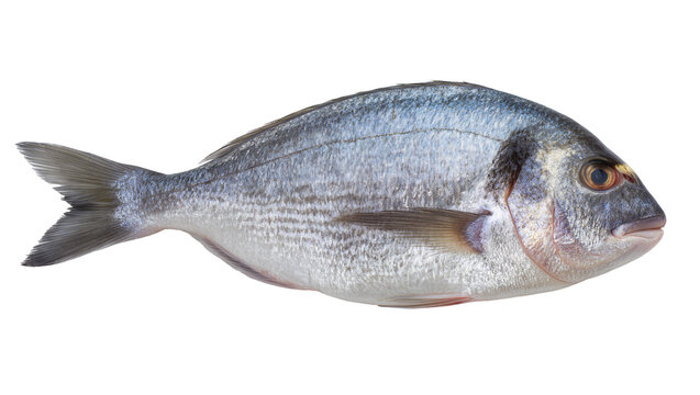 Whole raw sea bream fish with silver scales and dark markings