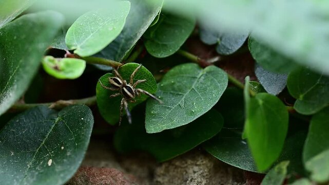 Tiny pantropical spider weaving protective web structure between fresh green leaves naturally