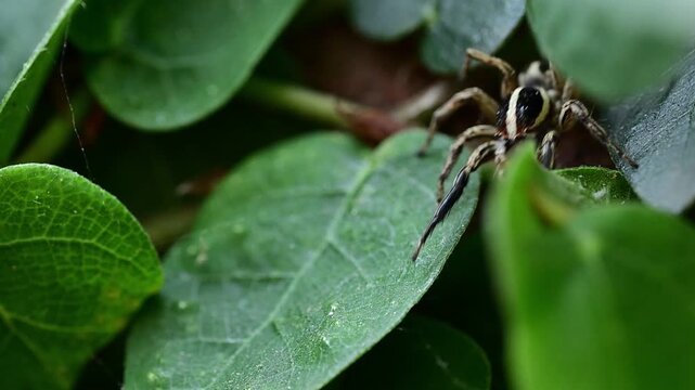 Tiny pantropical jumping spider producing silk thread on leafy vegetation macro closeup