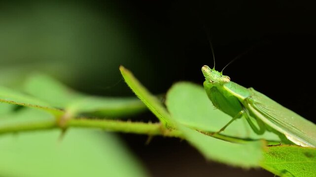 Praying mantis resting on fresh green leaf captured in detailed macro closeup naturally outdoors
