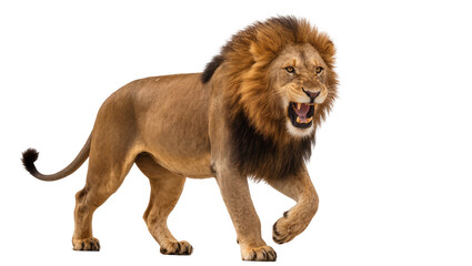 Roaring male lion with full mane walking forward © Corman