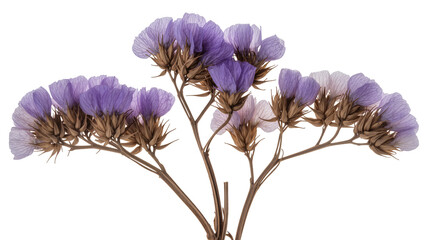 Purple Limonium flowers delicate branches dried botanical © Corman