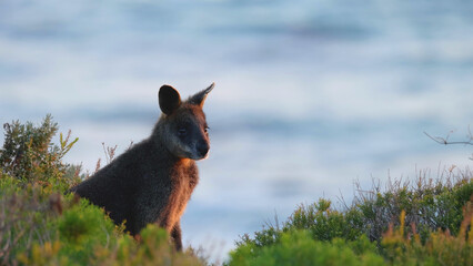 Kangaroo Standing in Coastal Vegetation Overlooking the Ocean at Mornington Peninsula © blueringmedia