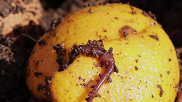 A single red wiggler earthworm wriggling and stretching across a bright yellow orange or lemon peel covered in specks of dark dirt. Fixed tripod extreme close-up macro shot. Natural daytime sunlight h