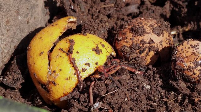 A cluster of red wiggler earthworms crawling and burrowing around bright yellow citrus peels and broken brown eggshells mixed into dark organic soil. Fixed tripod extreme close-up macro shot. Natural