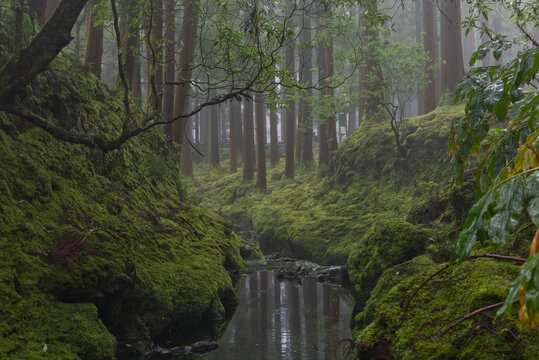 Misty mossy forest creek on terceira island azores portugal