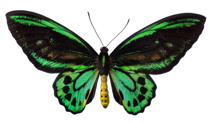 Black and green butterfly with yellow segmented body, isolated on transparent background © TONSTOCK
