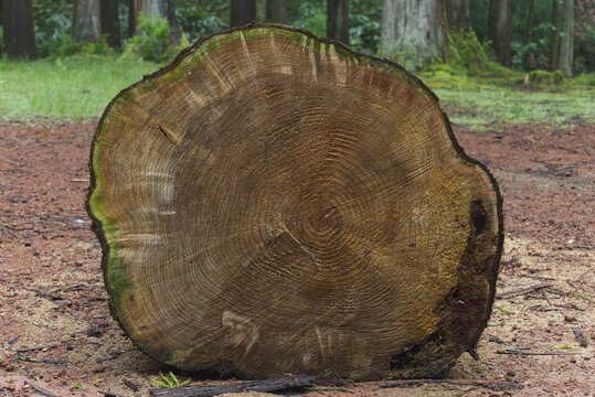 Freshly cut tree stump showing growth rings in forest
