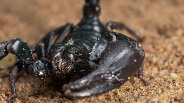 Threat Display of Tropical Scorpion on Sandy Forest Ground