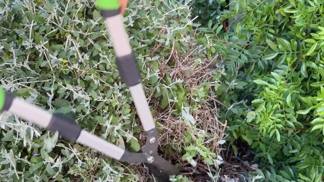 Close-Up of Garden Shears Trimming Dense Silver Foliage Shrub Outdoors