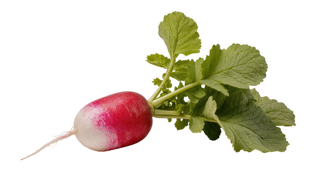Fresh red and white radish with green leaves, isolated on transparent background