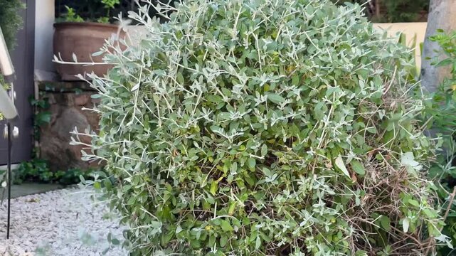 Close-Up of Garden Shears Trimming Dense Silver Foliage Shrub Outdoors