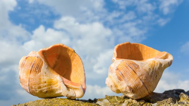 closeup marine shell lie on stone, summer sea vacation time lapse scene