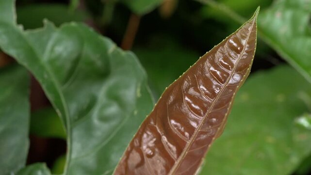 Copper-Toned Tropical Leaf With Soft Green Foliage Background
