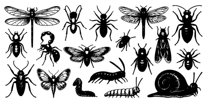 Snail Illustration with Ornate Line-Art Beetles and Insects Silhouettes on White Background Featuring Engraving Style, Vintage, Monochrome with Ink