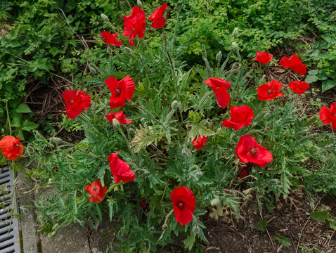 Mohnblume, Bl&uuml;ten, Mohn, rot, Blume