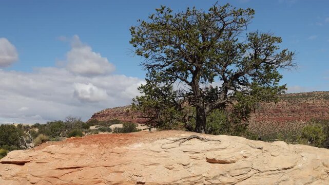 A large pinyon pine tree blows in the wind as a cloud shadow passes overhead on State Route 24 in Utah