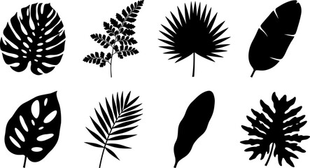 Tropical leaves black silhouettes vector collection featuring monstera fern palm fronds and banana leaf isolated on white background © fulbabu