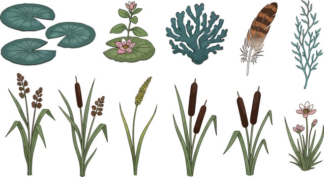 Illustration of aquatic and marsh plants with feather Vector