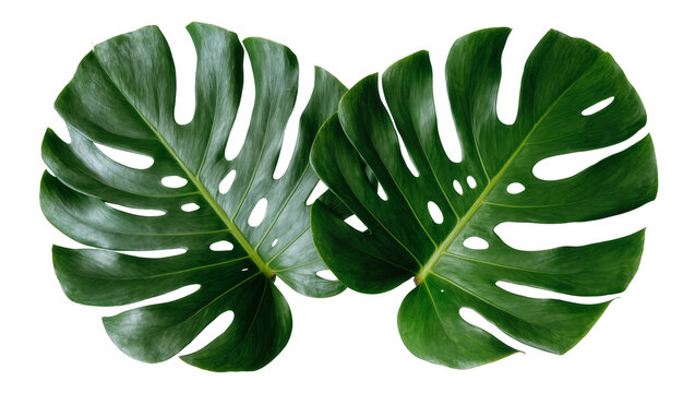 Two large green monstera deliciosa leaves with holes