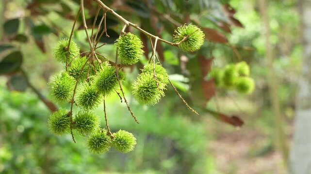 Close view of young green unripe rambutan fruits on a branch.