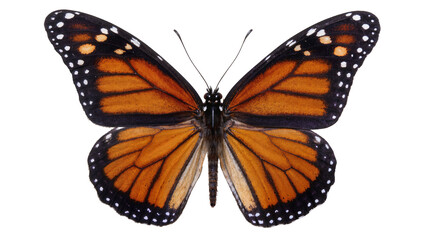 Obraz premium Monarch butterfly with orange black, and white wings