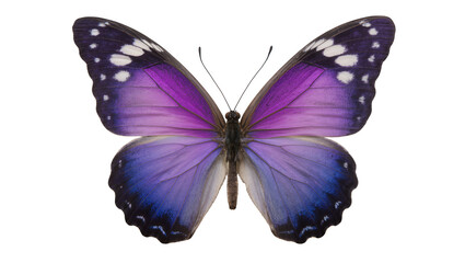 Purple and blue morpho butterfly with white spots © Fried