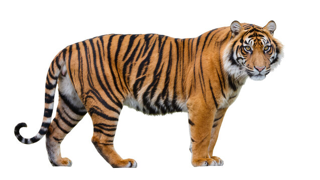 Bengal tiger with orange fur and black stripes standing