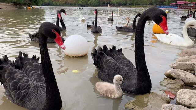 Black and White Swans with Cygnet Swimming on a Park Lake