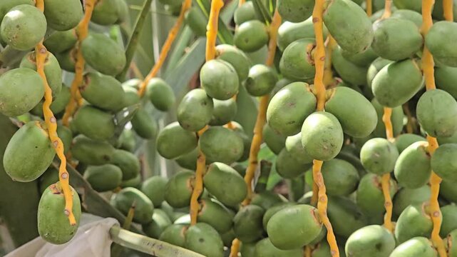 Unripe green dates hanging on palm tree branches, fresh raw date fruit cluster in tropical garden, organic agriculture and farming concept