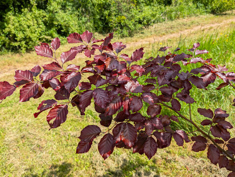 Buche, Bl&auml;tter, Natur, Zweig, Baum
