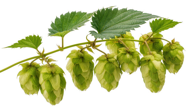 Green hop cones with leaves on stem