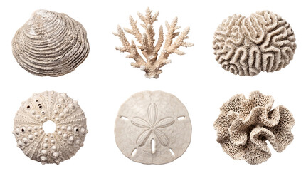 Assortment of dried white sea shells and intricate corals, showcasing diverse marine life textures on transparent. © Glenn