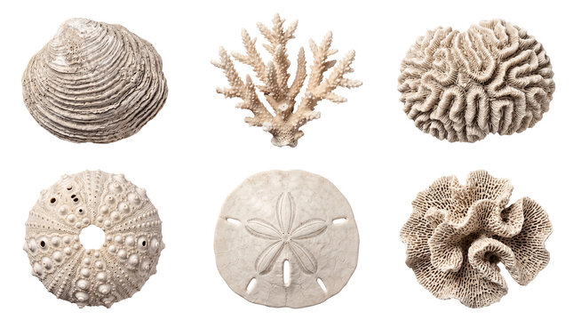 Assortment of dried white sea shells and intricate corals, showcasing diverse marine life textures on transparent.
