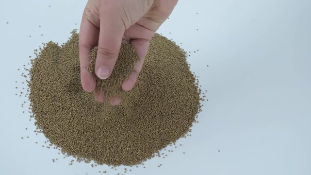 Farmer's hand scooping and inspecting tiny alfalfa seeds on a white background