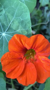 Garden nasturtium or Indian cress orange red flowers. Tropaeolum majus ornamental plant close up,4K.