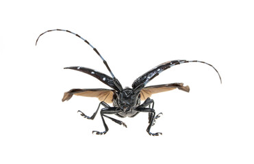 Fototapeta premium Adult Asian Longhorned Beetle, or starry sky, or sky beetle, or ALB isolated on white