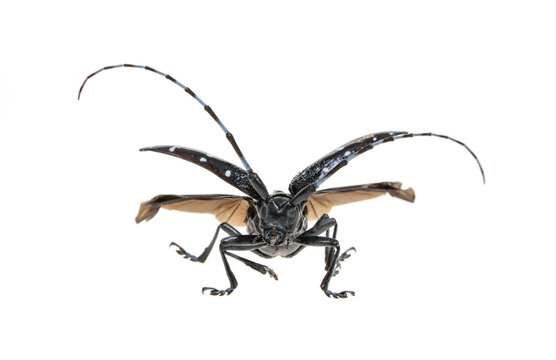 Adult Asian Longhorned Beetle, or starry sky, or sky beetle, or ALB isolated on white