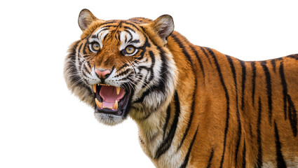 Obraz premium Fierce tiger with open mouth and sharp teeth, isolated on transparent background