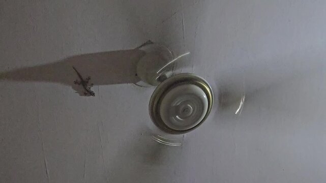 A house gecko hunts near a ceiling fan's base, seeking insects drawn to the light. This scene captures nature intersecting with urban life during an energy crisis and an intense summer heat wave.